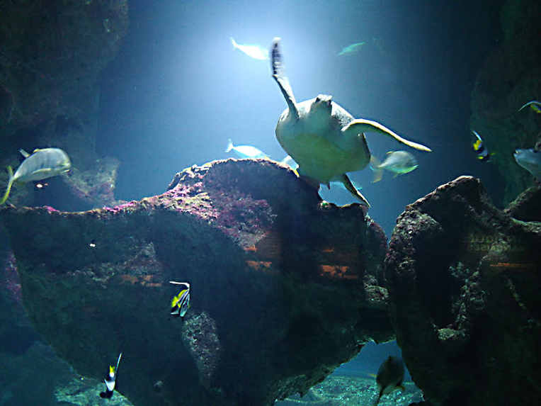 Le bassin des tortues de l'Aquarium de La Rochelle © C.C. Halusiak/ABCfeminin.com.