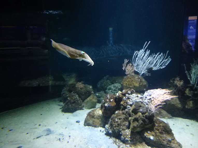 Le bassin des sèches de l'Aquarium de La Rochelle © C.C. Halusiak/ABCfeminin.com.