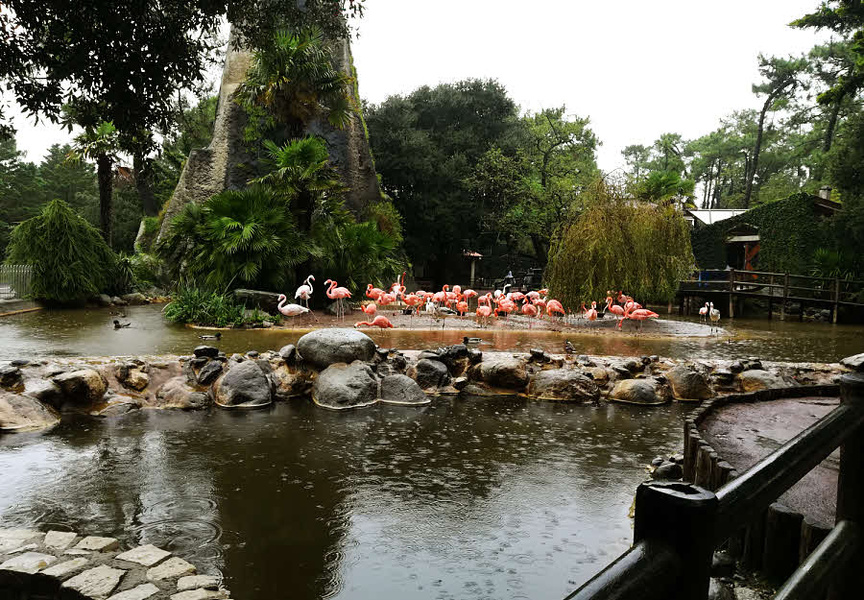 Une colonie de Flamands du Chili vous accueille à l'entrée du Zoo de La Palmyre © Chris C. Halusiak/ABCfeminin.com.