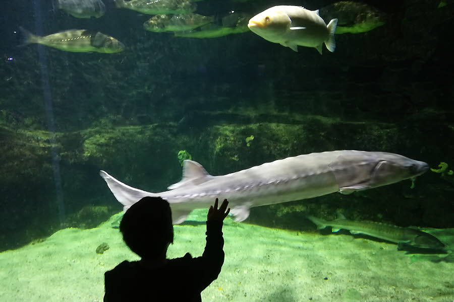 Le grand bassin des requins de l'Aquarium de La Rochelle. © C.C. Halusiak/ABCfeminin.com.