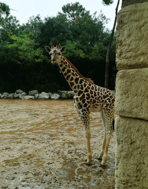 Le girafon Gustave, alors âgé de 6 mois, est encore timide et un peu farouche © Chris C. Halusiak/ABCfeminin.com.