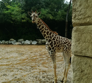 Le Zoo de Palmyre, un des sites incontournables des Charentes